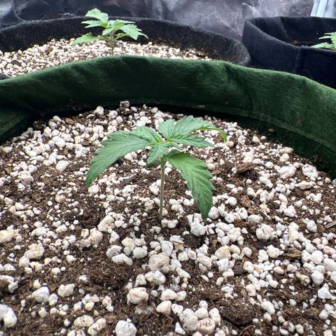 Violet Wedding Cake #1 growlog timeline photo