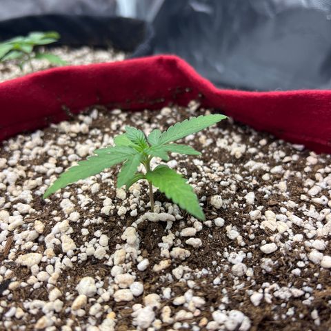 Violet Wedding Cake #1 growlog timeline photo