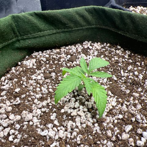  CBD Spliff Berry #1 growlog timeline photo