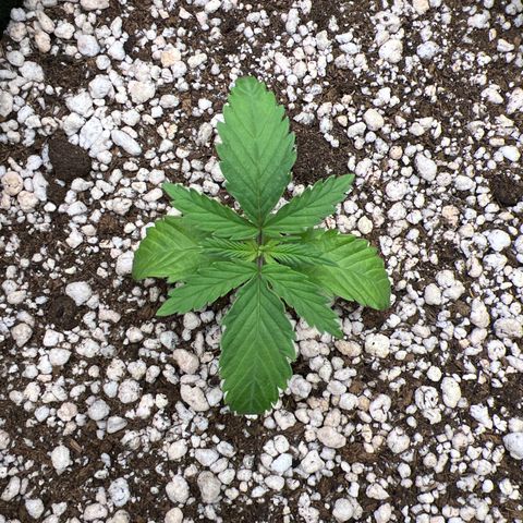 CBD Spliff Berry #2 growlog timeline photo