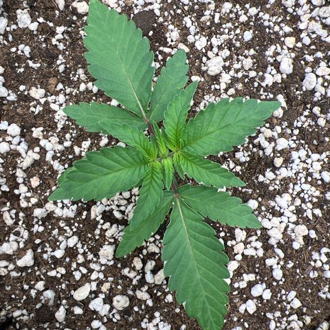 Super Lemon Haze #1 growlog timeline photo