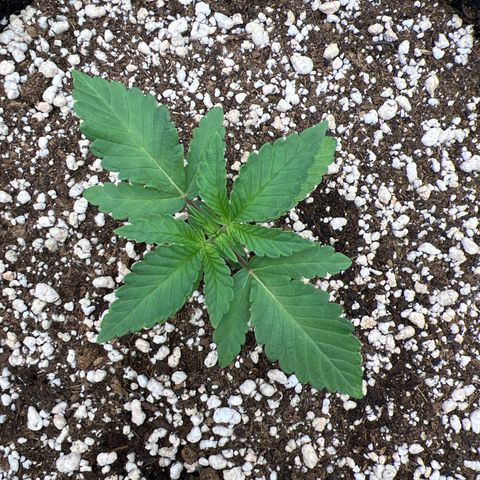 Super Lemon Haze #2 growlog timeline photo