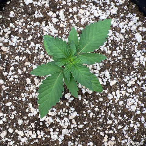 Super Lemon Haze #3 growlog timeline photo