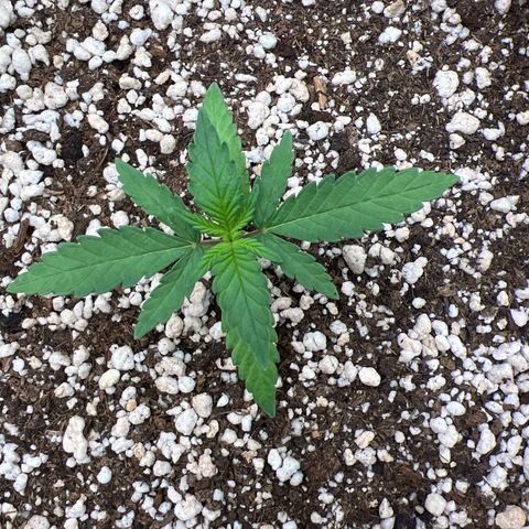 Violet Wedding Cake #1 growlog timeline photo