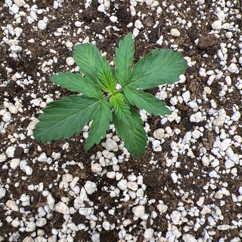  CBD Spliff Berry #1 growlog timeline photo