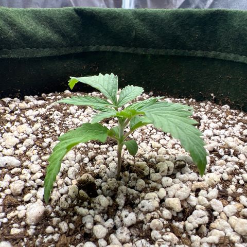 CBD Spliff Berry #2 growlog timeline photo