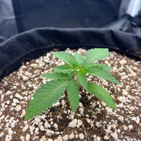Super Lemon Haze #1 growlog timeline photo