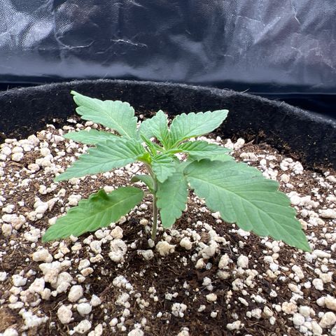 Super Lemon Haze #2 growlog timeline photo