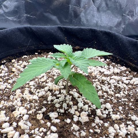 Super Lemon Haze #3 growlog timeline photo