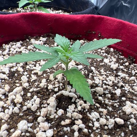 Violet Wedding Cake #1 growlog timeline photo