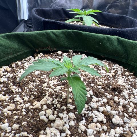  CBD Spliff Berry #1 growlog timeline photo