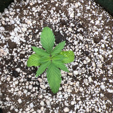 CBD Spliff Berry #2 growlog timeline photo