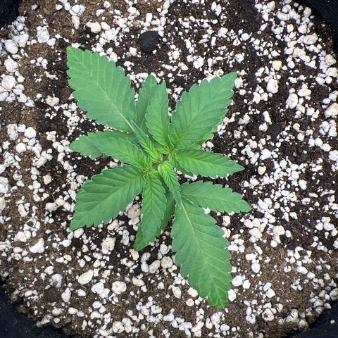 Super Lemon Haze #1 growlog timeline photo