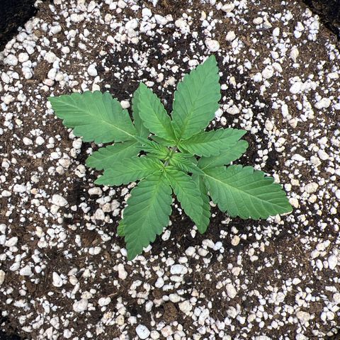 Super Lemon Haze #2 growlog timeline photo