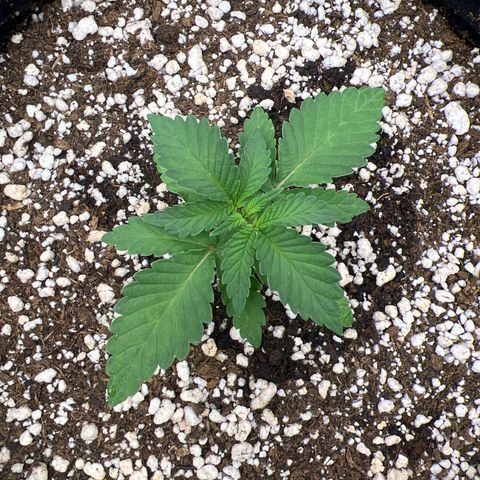 Super Lemon Haze #3 growlog timeline photo