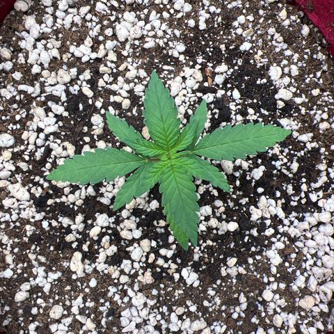 Violet Wedding Cake #1 growlog timeline photo