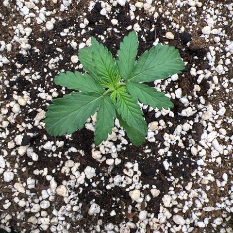  CBD Spliff Berry #1 growlog timeline photo