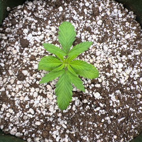 CBD Spliff Berry #2 growlog photo: Ela sentiu bem o transplante, ainda está se adaptando ao vaso novo 
