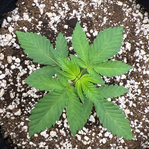 Super Lemon Haze #1 growlog timeline photo