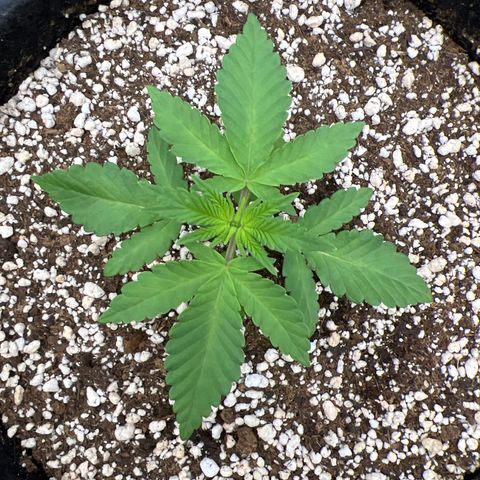 Super Lemon Haze #2 growlog timeline photo
