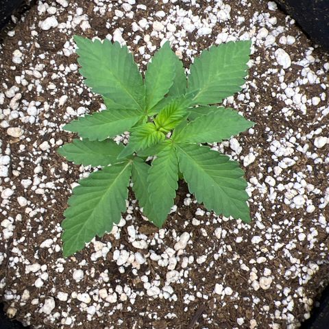 Super Lemon Haze #3 growlog timeline photo