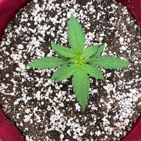 Violet Wedding Cake #1 growlog timeline photo