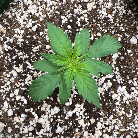  CBD Spliff Berry #1 growlog timeline photo