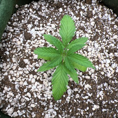 CBD Spliff Berry #2 growlog timeline photo