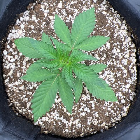 Super Lemon Haze #1 growlog timeline photo