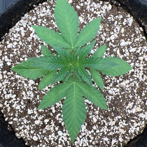 Super Lemon Haze #2 growlog timeline photo