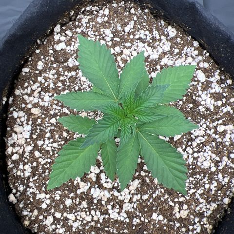 Super Lemon Haze #3 growlog timeline photo