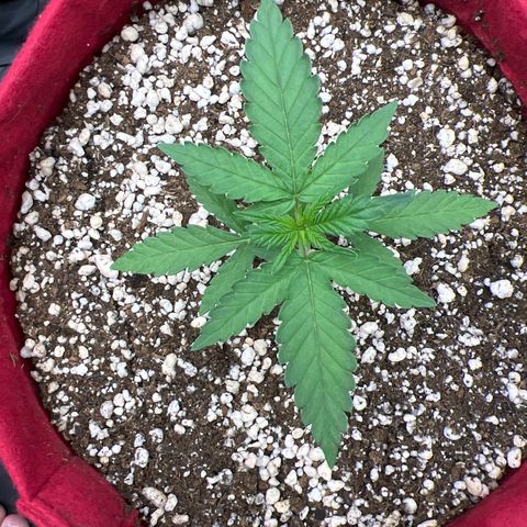 Violet Wedding Cake #1 growlog timeline photo