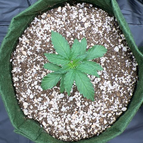  CBD Spliff Berry #1 growlog timeline photo