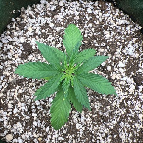 CBD Spliff Berry #2 growlog photo: Deu uma travada após o transplante e ainda não voltou a crescer 