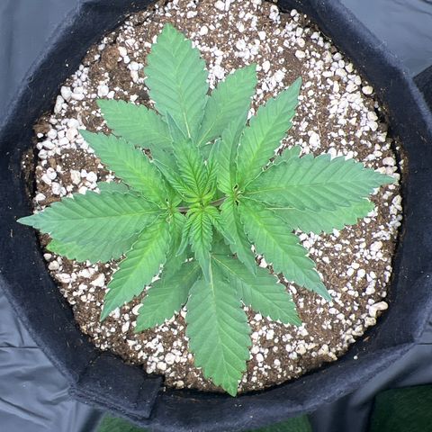 Super Lemon Haze #1 growlog timeline photo