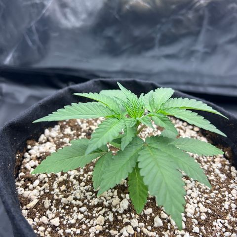 Super Lemon Haze #1 growlog timeline photo