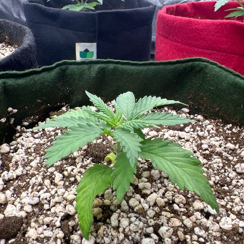CBD Spliff Berry #2 growlog timeline photo