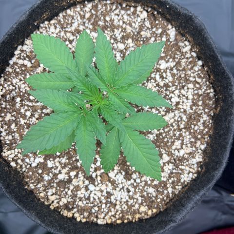 Super Lemon Haze #2 growlog timeline photo