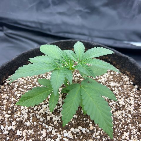 Super Lemon Haze #2 growlog timeline photo