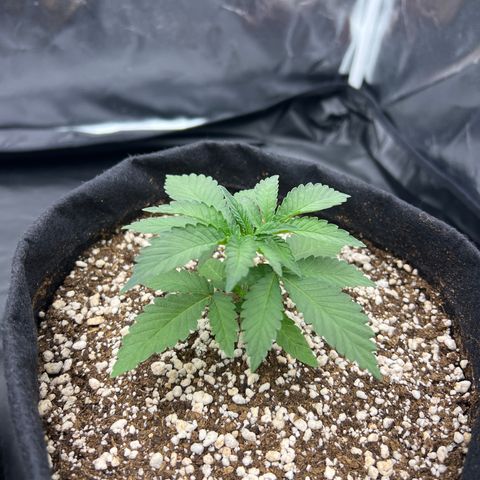 Super Lemon Haze #3 growlog timeline photo