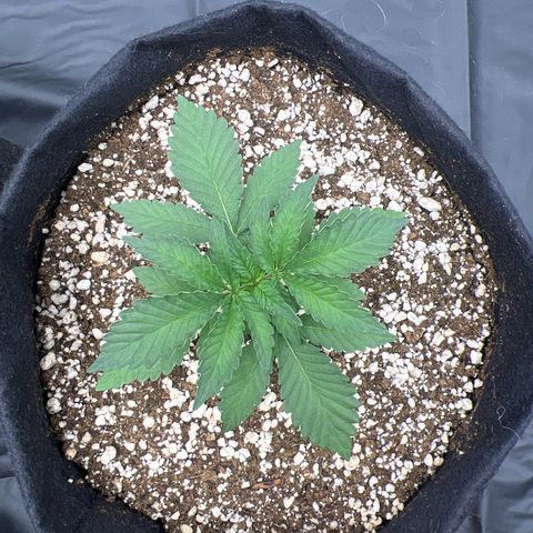 Super Lemon Haze #3 growlog timeline photo