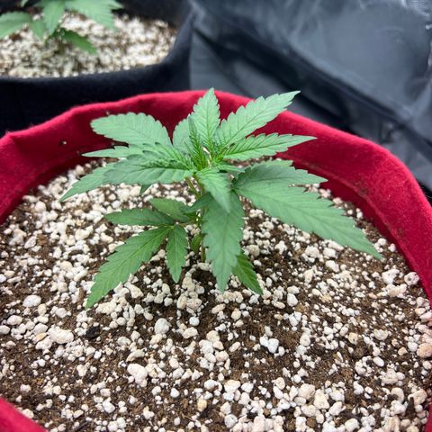 Violet Wedding Cake #1 growlog timeline photo
