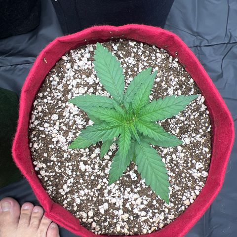 Violet Wedding Cake #1 growlog timeline photo