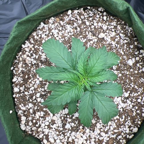  CBD Spliff Berry #1 growlog timeline photo