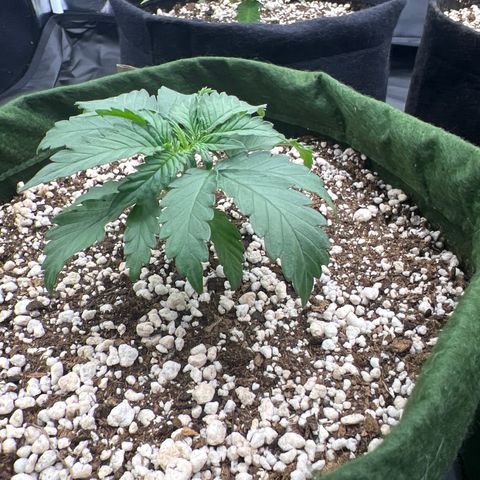  CBD Spliff Berry #1 growlog timeline photo