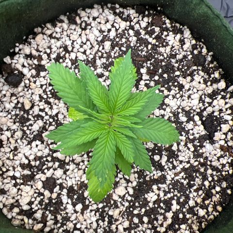 CBD Spliff Berry #2 growlog photo: Travada ainda não se recuperou do transplante 