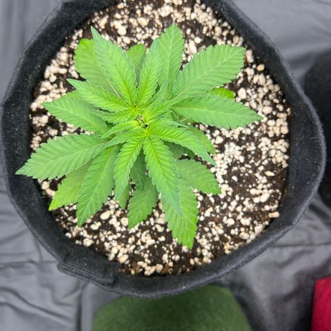 Super Lemon Haze #1 growlog timeline photo
