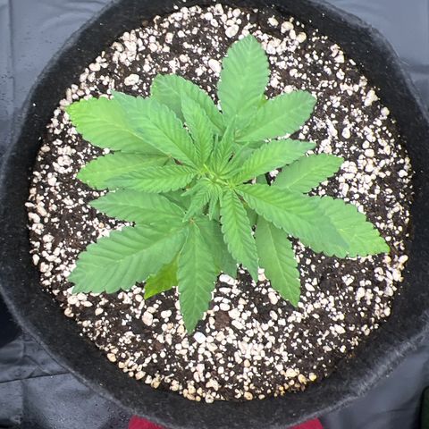 Super Lemon Haze #2 growlog timeline photo