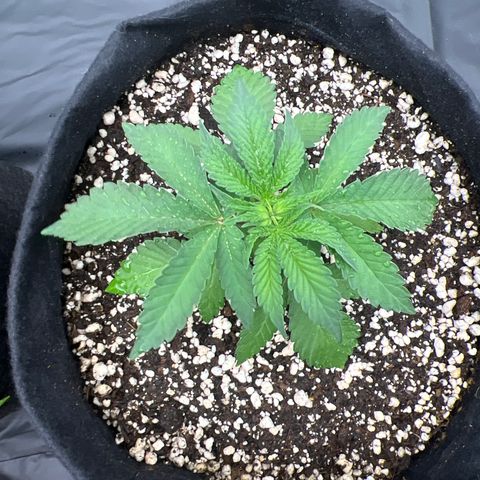 Super Lemon Haze #3 growlog timeline photo