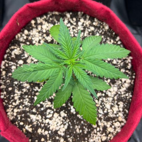 Violet Wedding Cake #1 growlog timeline photo